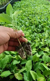 نشا بادمجان کلش و گوجه هیبرید