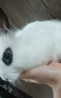 خرگوش