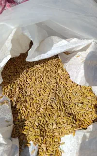 فروش چلتوک