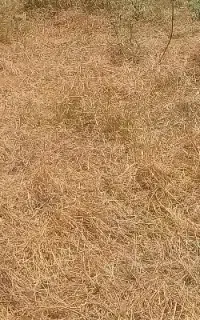 جسبیده به بافت زینب اباد