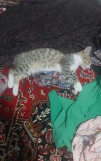 گربه