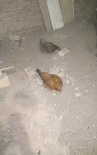 دوعدد مرغ تخم گذار
