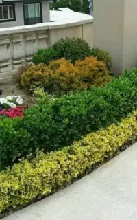 خدمات باغبانی در سراسر کرج