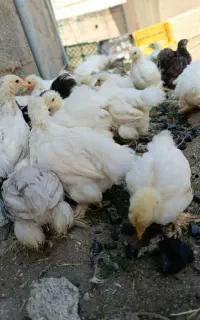 جوجه کوشین فوری