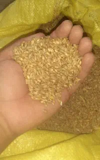 کندم حیدری
