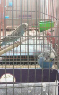 مرغ عشق