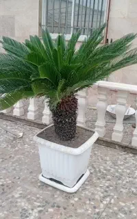 فورش ۳عدد سیکاس با گلدان ۱۵ساله به علت مهاجرت