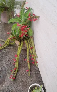 گل طبیعی