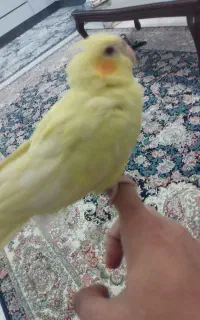 معاوضه عروس هلندی نر با ماده