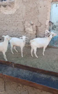 بز سانن