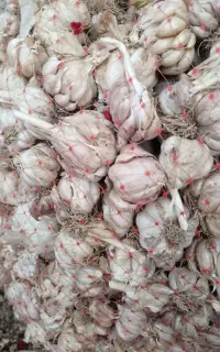 سیر بذر ای خشک
