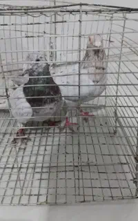 ی جفت سار ب شرط پرش جفتگا