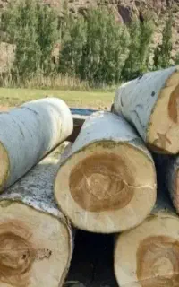برش و هرس تخصصی درخت،خریدارچوب چنار،تبریزی،کاج