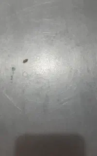 پراید مدل ۸۷ دوگانه