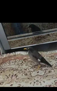 مینا کام سیاه