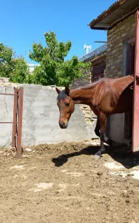 اسب مادیان درهشور