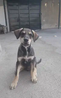 سگ پژدر اصیل ۳ ماه نر