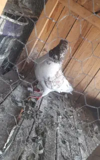 کفتر نر ابرش دونسته همه چی تمام