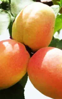 فروش نهال میوه قوی کیفیت در نهالستان یاس مسترن