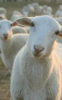گوسفند زنده مناسب برای قربانی تمام نقاط تهران