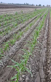 ذرت سبز شده