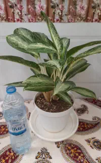 گلدان آگلونما وایت رین