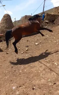 اسب نر