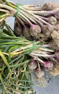 فروش سیر محلی