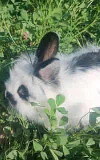 خرگوش خانگی