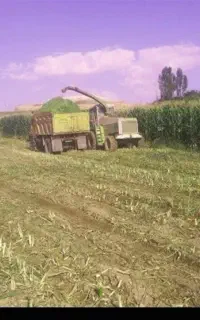 ذرت علوفه تناژ شرایطی