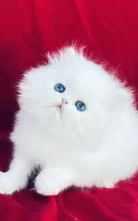 واگذاری گربهای پرشین سوپر چمپیون اگزتیک