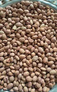 لوبیا چیت سرحدتمیزبوجارشده