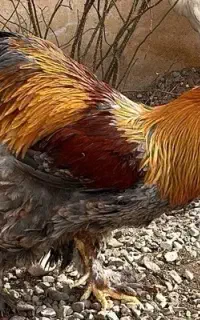 خروس برهما پاتریچ و مرغ بوف جوجه برهما