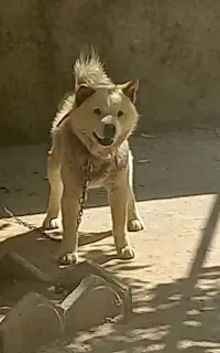 سگ پا کوتا ه