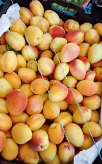 میوه فروشی ارگانیک