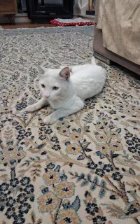 گربه گمشده