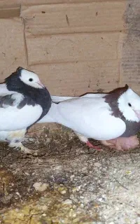 موکت معاوضه با آلمانی