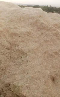 کاه گندم امسالی