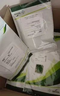 بذر خیار