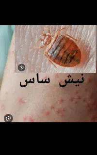 سمپاشی تمام حشرات کل کرج عظیمیه حیدرابادگوهردشت