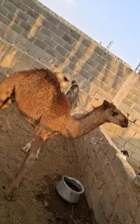 شتر نر