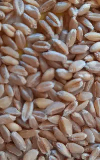 گندم اعلا مخصوص نان و بذر بوجاری شده