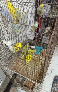 مرغ عشق و فنچ لپ