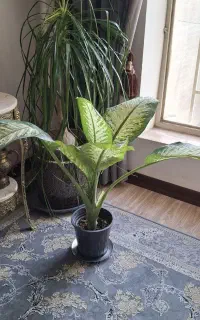 گل دیفن باخیا