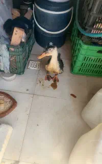 واگذاری اردک