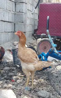مرغ لاری بلند اصل