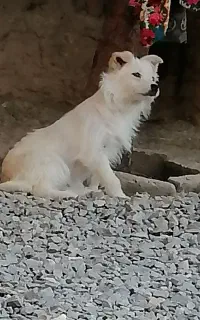 سگ شیتزو