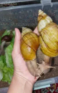 خاویار حلزون