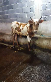 ورزا کوله . چالوسی نر