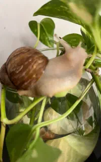 فروش حلزون ارایشی